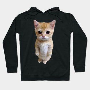 funny meh cat Hoodie